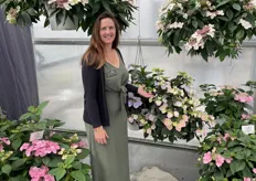 Courtney Rodriguez of Green Fuse with Hydrangea Game Changer "the world’s first non-vernalized and Day-Lenghth-Neutral (DLN) direct stick hydrangea" It is currently available in five colors.